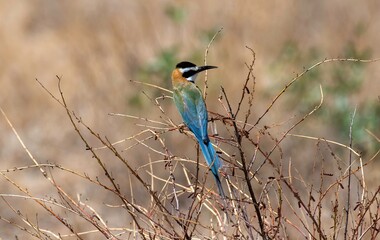 White throated Bee eater on a bush branch in the Savannah of the Samburu national park in Kenya
