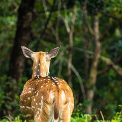 Spotted deer's rear view in a lush forest