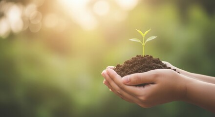 Fototapeta premium Hands gently hold a small green sprout growing from rich soil, bathed in warm sunlight