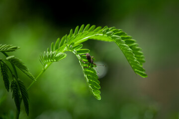 close up of fern leaf
