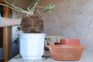 Hands placing adenium bonsai into larger white pot, visible healthy root system in fresh soil. Gardening care with copy space.