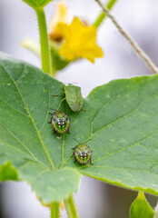 Macro Close up of Chinavia Hilaris Stink Bug and Nymph