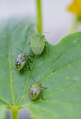 Macro Close up of Chinavia Hilaris Stink Bug and Nymph