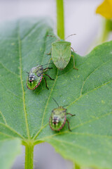 Macro Close up of Chinavia Hilaris Stink Bug and Nymph