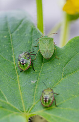 Macro Close up of Chinavia Hilaris Stink Bug and Nymph