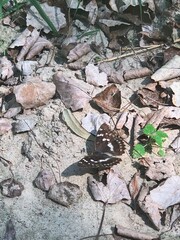 Brown butterfly resting on sandy ground surrounded by fallen leaves in a forest setting during daylight hours