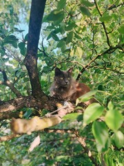 Obraz premium Cat resting on a branch in a lush green tree during a sunny day in a serene outdoor setting