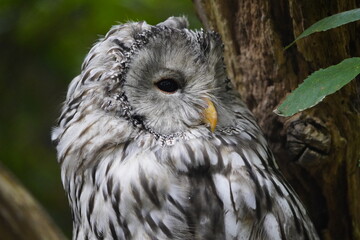 The Ural owl (Strix uralensis) is a large nocturnal owl. It is a member of the true owl family,...