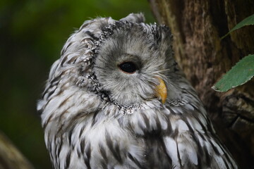 The Ural owl (Strix uralensis) is a large nocturnal owl. It is a member of the true owl family, Strigidae. 