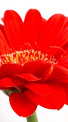 Close-up of a vibrant red gerbera daisy, petals in sharp focus against white background