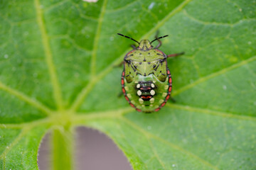 Macro Close up of Nymph of Chinavia Hilaris Stink Bug  