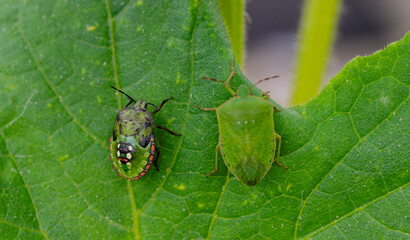 Macro Close up of Chinavia Hilaris Stink Bug and Nymph