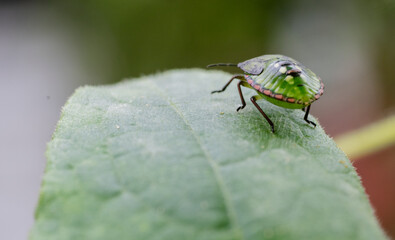 Macro Close up of Nymph of Chinavia Hilaris Stink Bug  