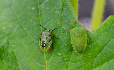 Macro Close up of Chinavia Hilaris Stink Bug and Nymph