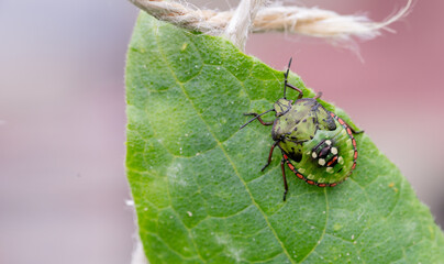 Macro Close up of Nymph of Chinavia Hilaris Stink Bug  