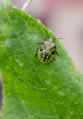 Macro Close up of Nymph of Chinavia Hilaris Stink Bug  