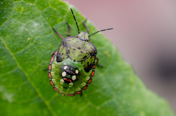 Macro Close up of Nymph of Chinavia Hilaris Stink Bug  