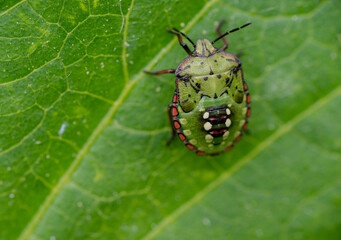 Macro Close up of Nymph of Chinavia Hilaris Stink Bug  