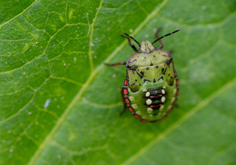 Macro Close up of Nymph of Chinavia Hilaris Stink Bug  