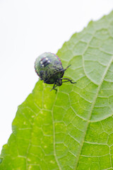 Macro Close up of Nymph of Chinavia Hilaris Stink Bug  