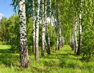 Obraz premium Birch trees in a sunny meadow