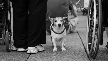 Dog on the street standing between the wheelchair and baby stroller, beside its owner