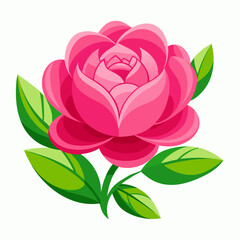 pink peony flower
