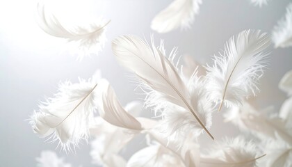Obraz premium Fluffy white feathers float against a bright, diffused background. Light and airy with a sense of weightlessness