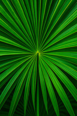Obraz premium Vibrant Palm Leaf high quality realistic image.