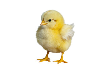 Fototapeta premium Adorable fluffy yellow chick standing on transparent background, isolated. background removed