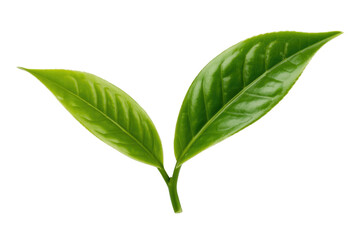 Fototapeta premium Two vibrant green tea leaves, isolated on a transparent background, showcasing their fresh and healthy appearance. background removed