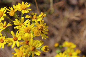 Close-up of yellow flowers on blurred background under sunlight with copy space for the background. Natural floral landscape.