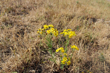 Yellow flowers on dry grass background under sunlight. Natural floral landscape.