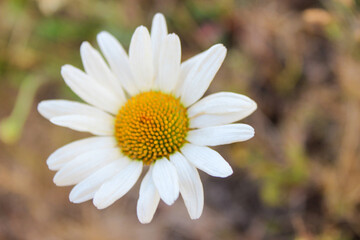 Fototapeta premium Close-up of chamomile flower. Field of camomiles on a sunny day. Meadow flowers. Medicinal plant.