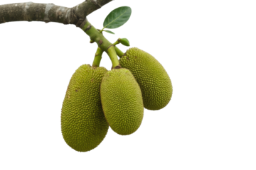 Three young jackfruits hanging from a branch, isolated on a transparent background. background removed