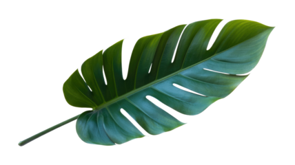 Single, vibrant green Monstera deliciosa leaf isolated on transparent background, showcasing its unique texture and shape. background removed