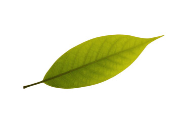 Obraz premium Single, vibrant green leaf isolated on a transparent background, showcasing intricate vein details. background removed