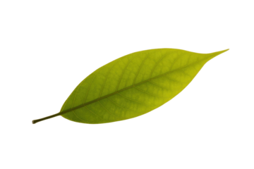 Single, vibrant green leaf isolated on a transparent background, showcasing intricate vein details. background removed