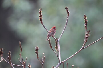 The common rosefinch (Carpodacus erythrinus) or scarlet rosefinch is the most widespread and common rosefinch of Asia and Europe. This photo was taken in North India.