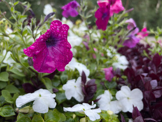 Close-up of Dewy Petunias and White Flowers