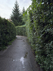 Rainy Day Path Between Lush Green Hedges