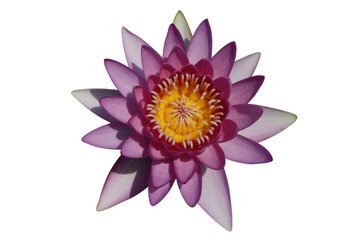 Fototapeta premium A vibrant pink water lily blossom with a yellow center, isolated on a transparent background. background removed
