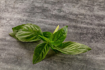 Green fresh aroma basil leaves