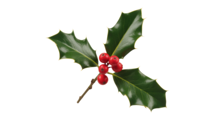 A sprig of holly with vibrant red berries and glossy green leaves, isolated on a transparent background. background removed