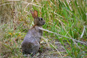 A small rabbit in the forest at Oaks Bottom Wildlife Refuge