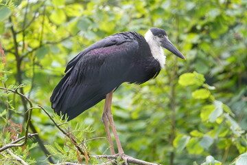 The Asian woolly-necked stork (Ciconia episcopus) or Asian woolly-necked stork is a species of stork that occurs in two subspecies in South and Southeast Asia. Walsrode Bird Park, Germany.