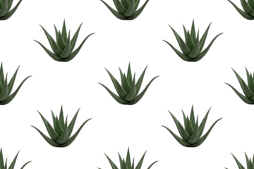 Seamless pattern of aloe vera plants on a transparent background. Ideal for textile or design projects. background removed