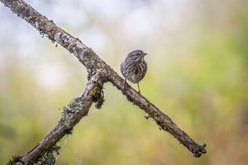 A Song Sparrow perched on a small branch