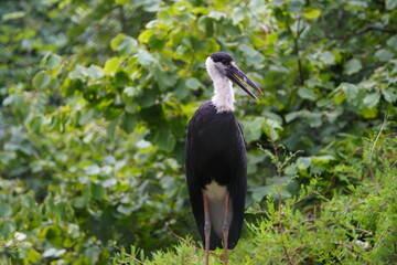 The Asian woolly-necked stork (Ciconia episcopus) or Asian woolly-necked stork is a species of stork that occurs in two subspecies in South and Southeast Asia. Walsrode Bird Park, Germany.