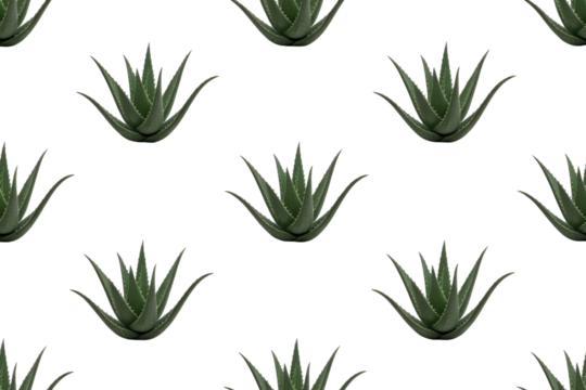 Seamless pattern of aloe vera plants on a transparent background. Ideal for textile or design projects. background removed